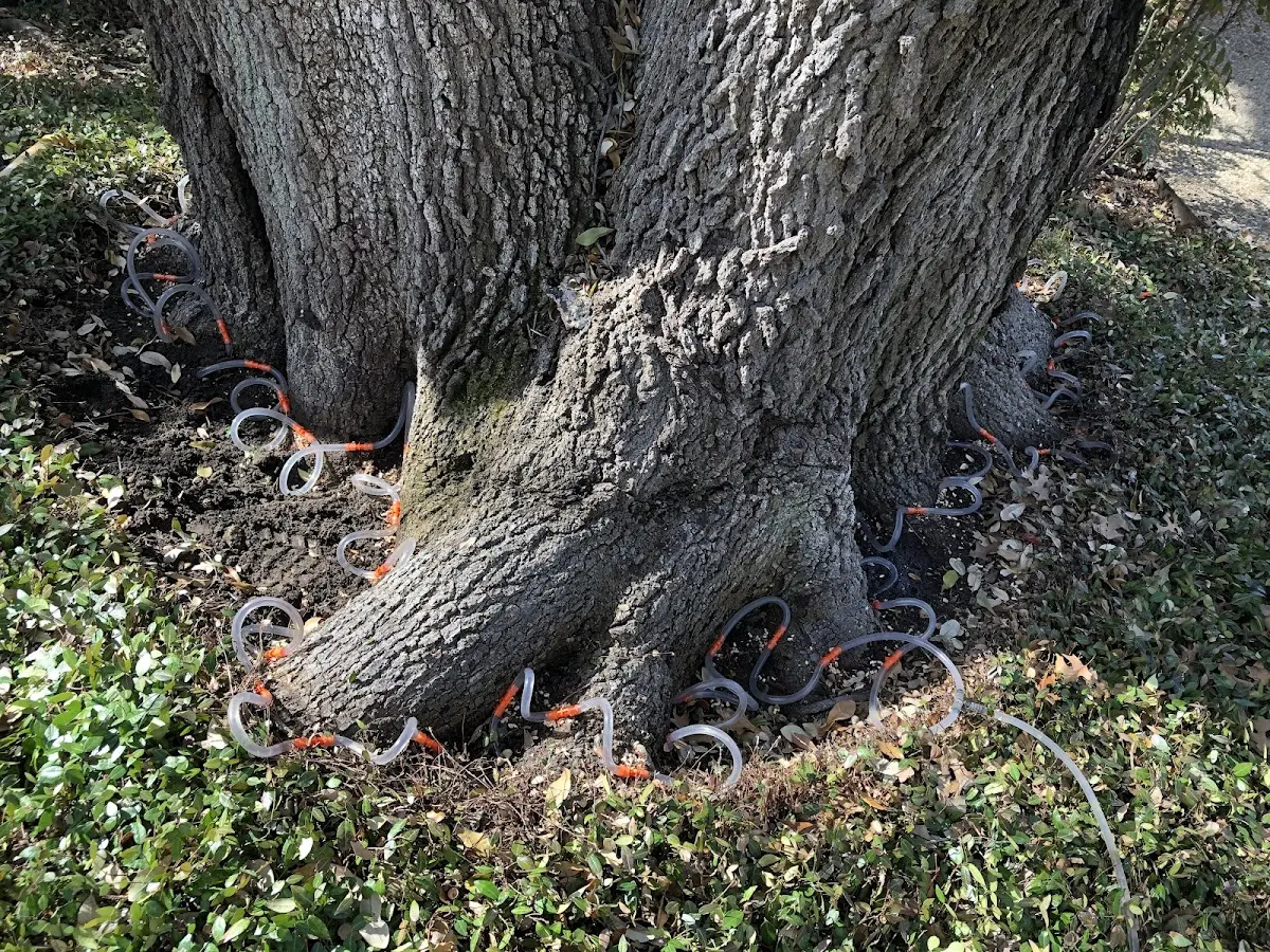 Detailed Tree Cabling and Bracing job site in Tennessee