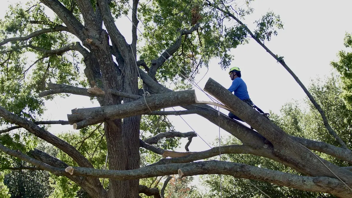 Professional Hazardous Tree Removal performed by certified arborists in Tennessee